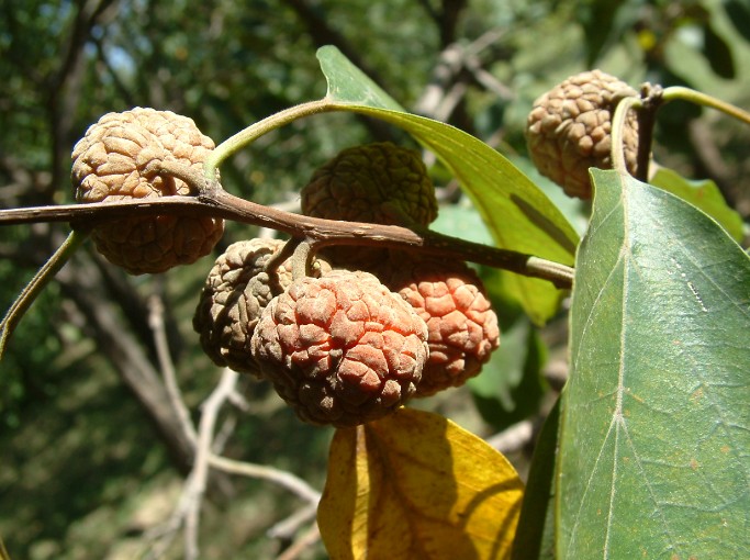 Cudrania tricuspidata seed